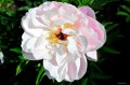 Paeonia "Lady Alexandra Duff"