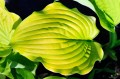 Hosta "Coast to Coast"