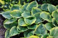 Hosta „El Capitan”