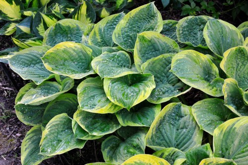 Hosta „El Capitan”