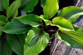 Hosta "Almost"
