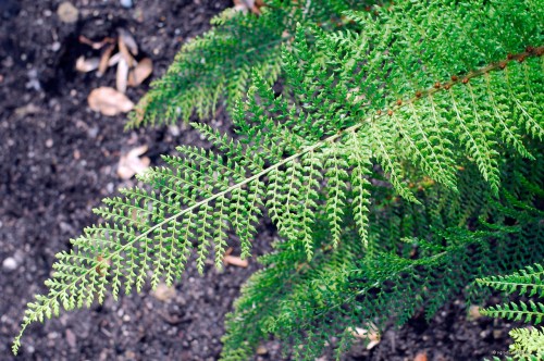 Polystichum setiferum "Wollastonii"