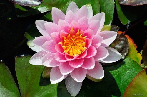 Nymphaea „Madame Wilfron Gonnere”