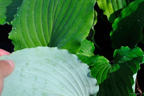 Hosta pycnopylla - zielony wierzch, pudrowo niebieski spód liścia