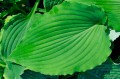 Hosta pycnopylla