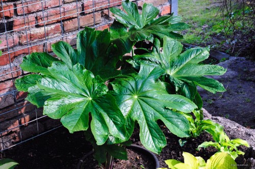 Podophyllum versipelle,  Dysosma versipellis