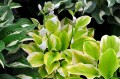 Hosta "Spring Morning"