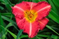 Hemerocallis „Ada Sari”
