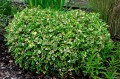 Houttuynia cordata „Chameleon”