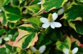 Houttuynia cordata „Chameleon”
