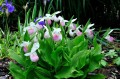 Cypripedium reginae