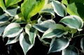 Hosta „Great Escape”