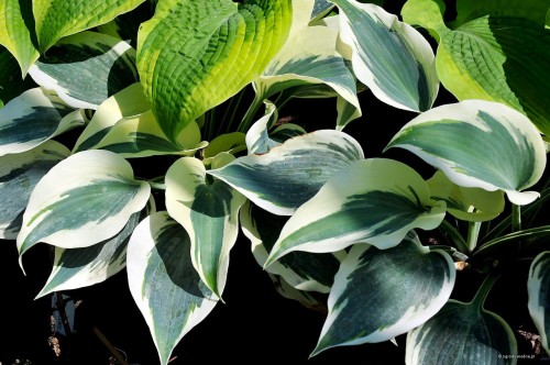 Hosta „Great Escape”
