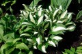 Hosta "Diamond Necklace"