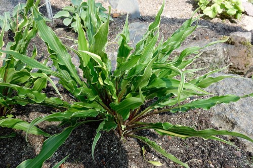 Hosta "Electrocution"