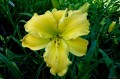 Hemerocallis "Molokai"