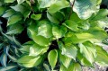 Hosta „Volcano Island”