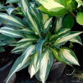 Hosta „Magic Island”