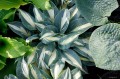 Hosta „Timless Beauty”