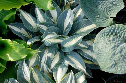 Hosta „Timless Beauty”