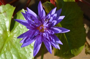 Nymphaea „King of Siam” - lilia wodna, grzybień