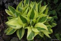 Hosta „Yellow Polka Dot Bikini”