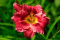 Hemerocallis „Mayah Diana”
