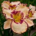 Hemerocallis „Antique Linen”