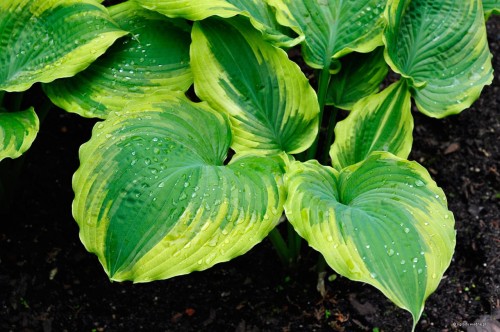 Hosta „The King”