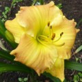 Hemerocallis „Matt” fot. KG