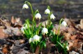 Leucojum vernum