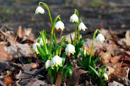 Leucojum vernum