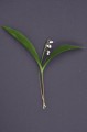 Convallaria majalis „Rosea”