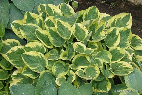 Hosta „Leola Fraim”