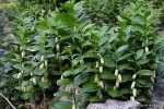 Polygonatum humile - kokoryczka niska