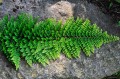 Polystichum setiferum „Plumosum Densum”