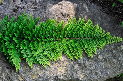 Polystichum setiferum „Plumosum Densum”