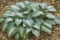 Hosta „Grand Marquee”