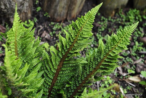 Polystichum setiferum „Congestum”