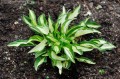 Hosta "Teeny Weeny Bikini"