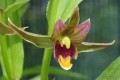 Epipactis „Sabine” - kwiat