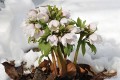 Helleborus tibetanus