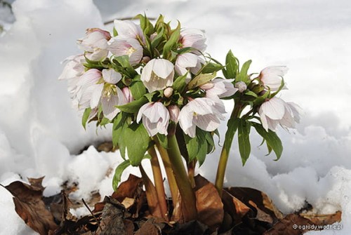 Helleborus tibetanus
