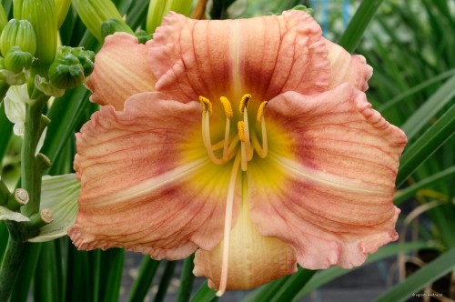 Hemerocallis „EveryDaylily Rose”