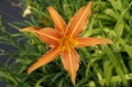 Hemerocallis „Margaret Perry”