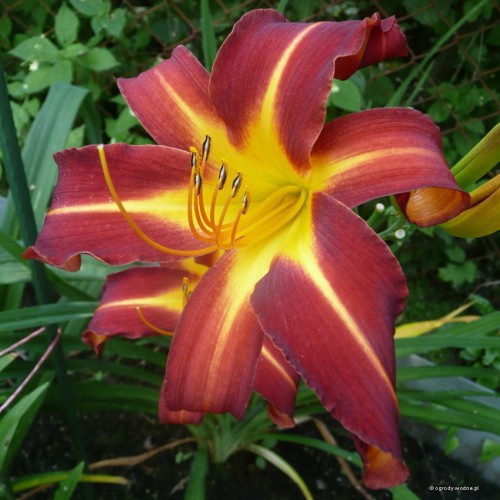Hemerocallis „Autumn Red” fot. KG