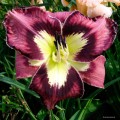 Hemerocallis "Spacecoast Behavior Pattern"