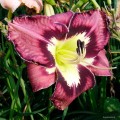 Hemerocallis "Spacecoast Behavior Pattern"