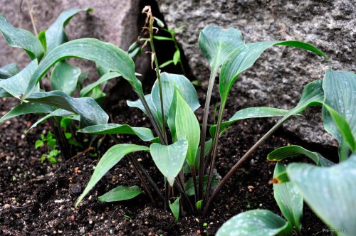 Hosta "Plum Creek"