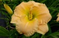 Hemerocallis „Maggie Frynboe”